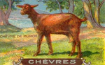 Chevres 8.jpg