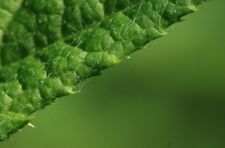 Echinops-ritro-leaf-edge.jpg