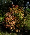 Euonymus verrucosus20100910 079.jpg