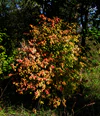 Euonymus verrucosus20100910 079.jpg