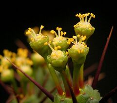 Euphorbia enopla2 ies.jpg