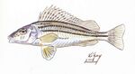 Gymnocephalus schraetzer selymes durbincs.jpg