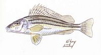 Gymnocephalus schraetzer selymes durbincs.jpg