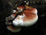 Ischnoderma resinosum (Fr.) Karst.jpg