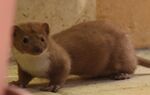 Live weasel in full, in Maadi - Cairo.jpg