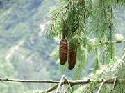 Picea smithiana 007.jpg