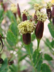 Porophyllum ruderale 2.jpg