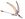 Rhamphorhynchus DB.jpg