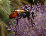 Sphex flavipennis 2.jpg