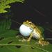 Spinomantis phantasticus01.jpg