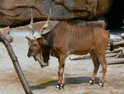 Taurotragus derbianus gigas.jpg