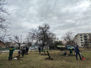 Посадка первых зелёных насаждений в сквере Хомутяновский — пять крымских сосен
