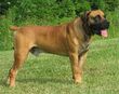 .HuntHillBoerboelsGunston1.jpeg