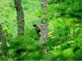 Black woodpecker, Dryocopus martius.JPG