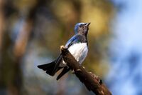 Blue and white flycatcher.jpg