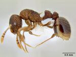 CASENT0106211 Austromorium flavigaster.jpg
