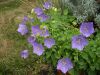 Campanula carpatica 1.JPG