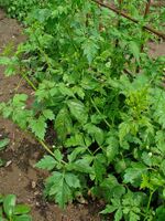 Cardiospermum halicacabum 00.jpg
