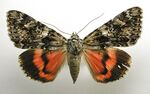 Catocala promissa1.jpg