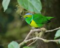 Chlorophonia callophrys 06.jpg