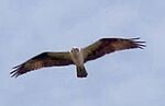 Osprey01usfs.jpg