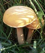 Phaeolepiota aurea 060924a.jpg