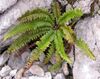 Polystichum lonchitis 2006.06.27 11.39.27-p6270168.jpg