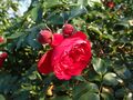 Rosa Florentina 2018-09-21 1423.jpg