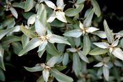 Silber-Ölweide (Elaeagnus commutata) 5824.JPG