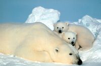 Ursus maritimus Steve Amstrup.jpg