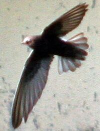 Apus affinis flying.jpg