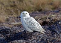Bubo scandiacus Delta 1.jpg