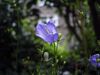 Campanula baumgartenii Bluete.JPG