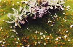 Donatia nz.jpg