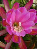 Epiphyllum Madras Ribbon.jpg