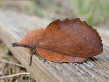 Gastropacha quercifolia 1.jpg