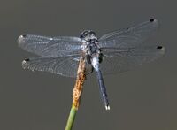 LeucorrhiniaAlbifrons.jpg