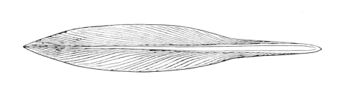 Loligo pealeii gladius.jpg