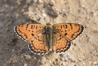Melitaea arduinna - Türkistan iparhanı 02.jpg