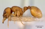 Mesostruma turneri casent0172478 profile 1.jpg