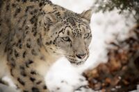 Snow Leopard Walking Profile (12033418074).jpg
