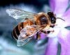 Apis mellifera bi.jpg