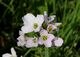 Cardamine pratensis řeřišnice luční 1.jpg