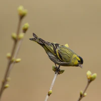 Carduelis spinus -Norway -male-8.jpg