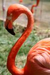 CaribbeanFlaminoPhoenicopterusRuberRuber.jpg