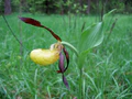 Cypripedium calceolus 01.jpg