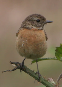 Female stonechat.JPG