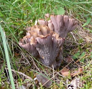 Gomphus clavatus II Totes Gebirge