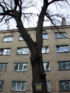 Kyiv Oak Chervonozavodska.jpg