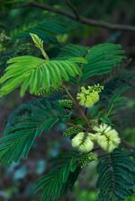 Paraserianthes lophantha - Photographed on the west side of Buena Vista Park, San Francisco.jpg